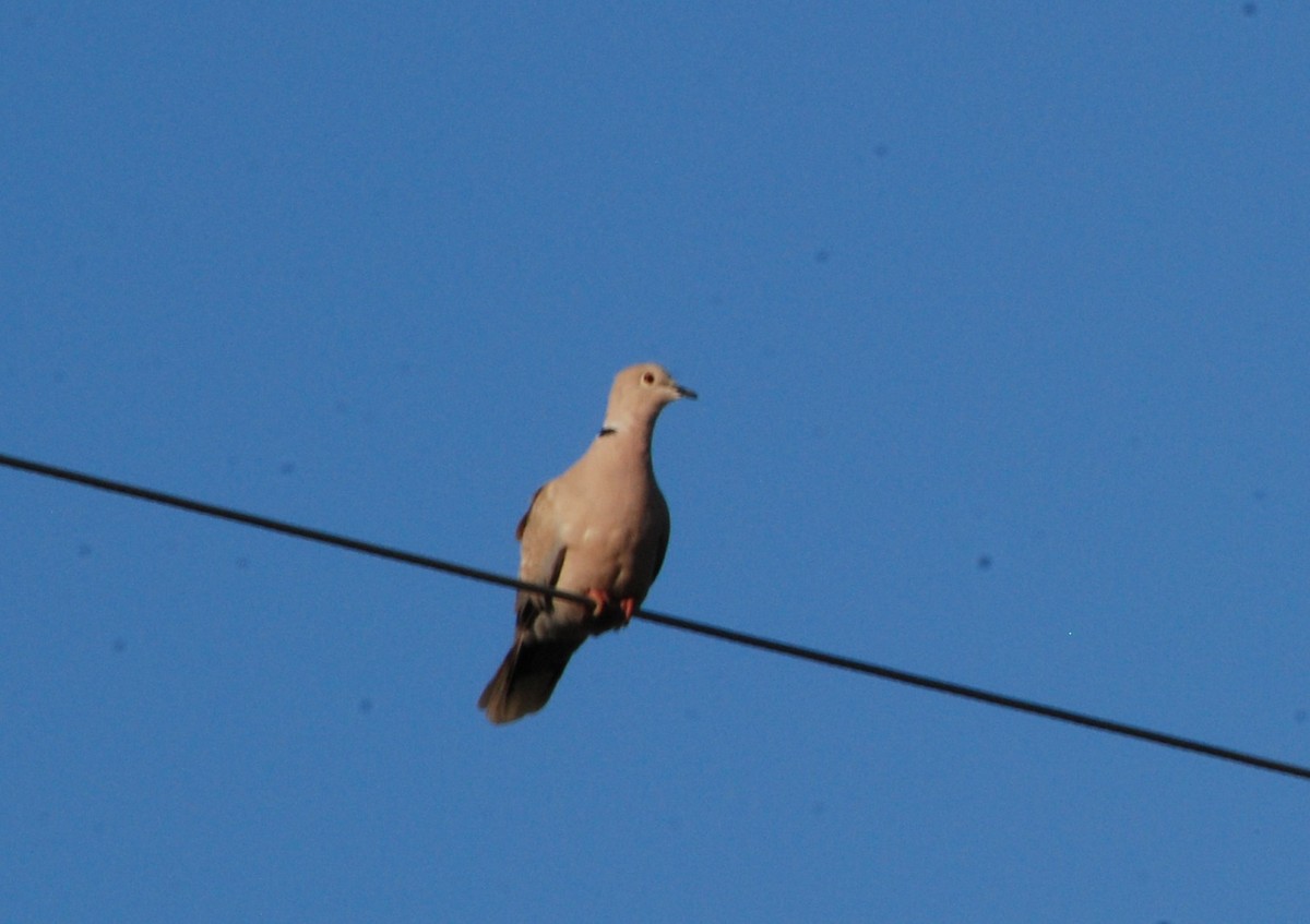 Eurasian Collared-Dove - ML620728815