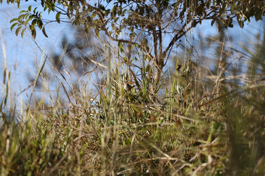 Australian Reed Warbler - ML620728830