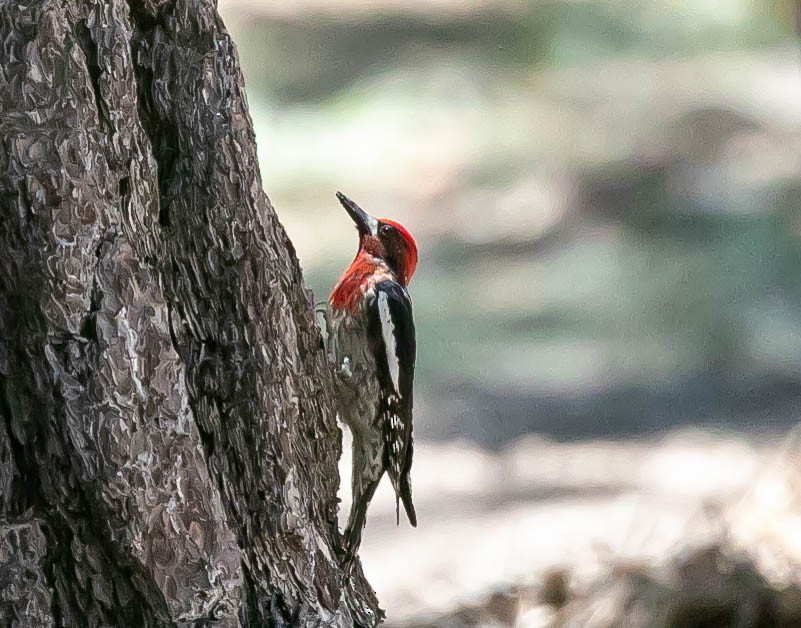 Red-breasted Sapsucker - ML620728848