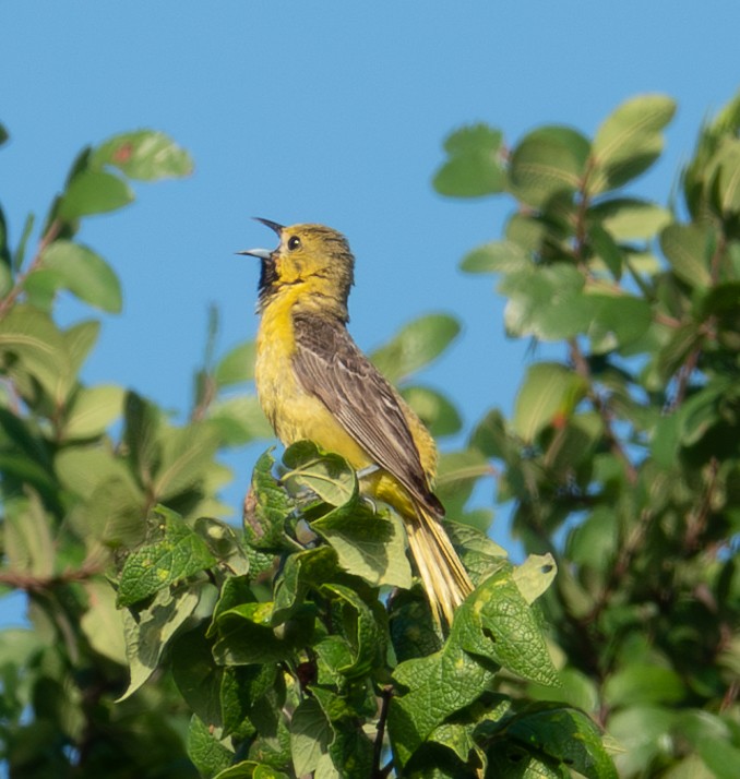 Orchard Oriole - ML620728865