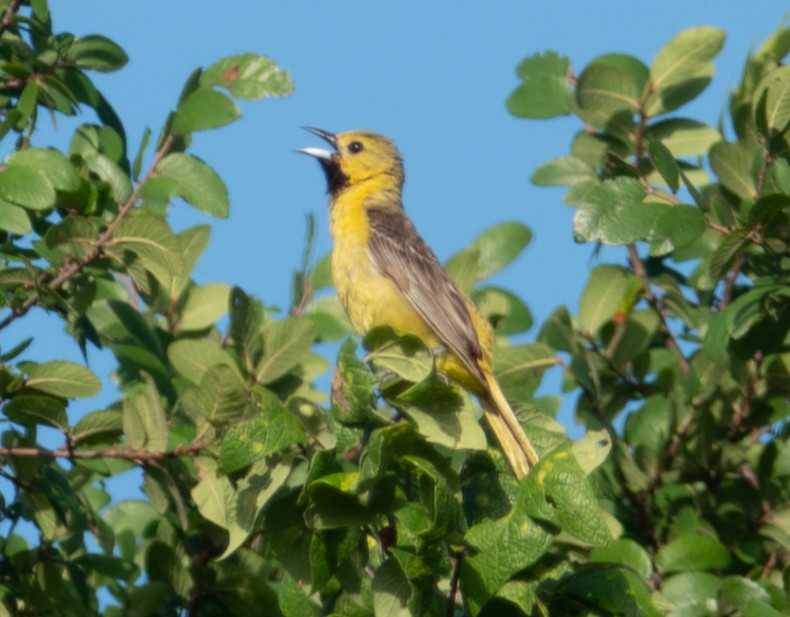 Orchard Oriole - ML620728866