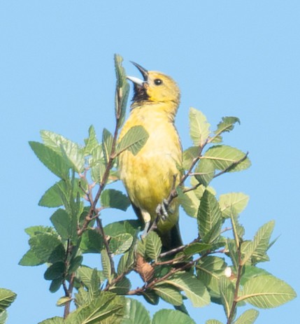 Orchard Oriole - ML620728867