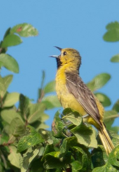 Orchard Oriole - ML620728868