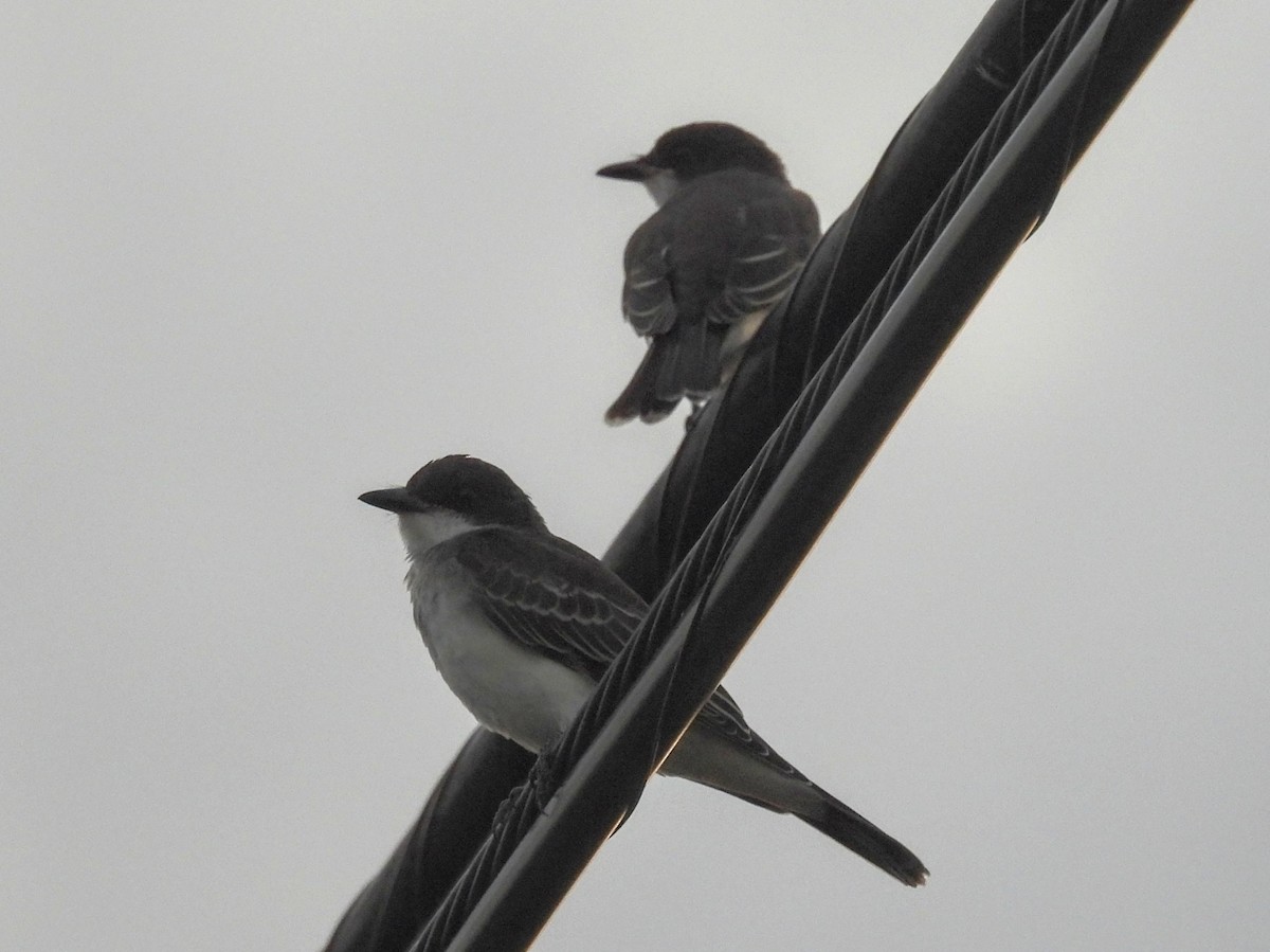 Eastern Kingbird - ML620728869