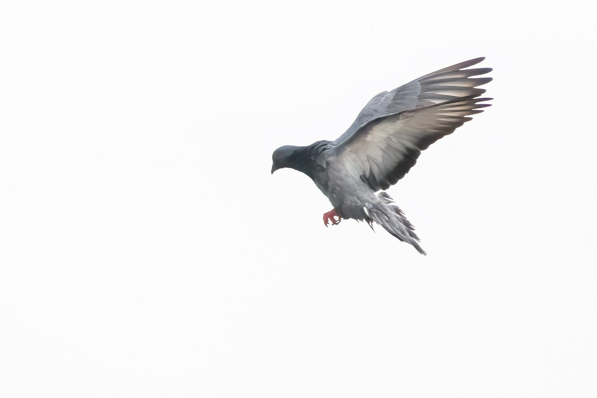 Pigeon biset (forme domestique) - ML620728874