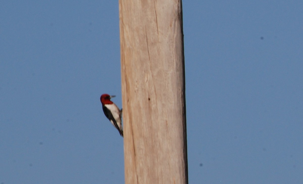 Red-headed Woodpecker - ML620728877