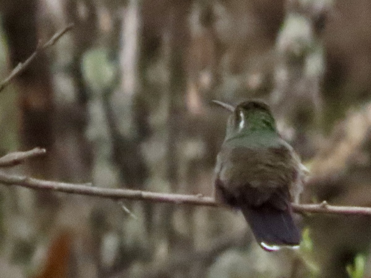 Colibri à gorge bleue - ML620728911