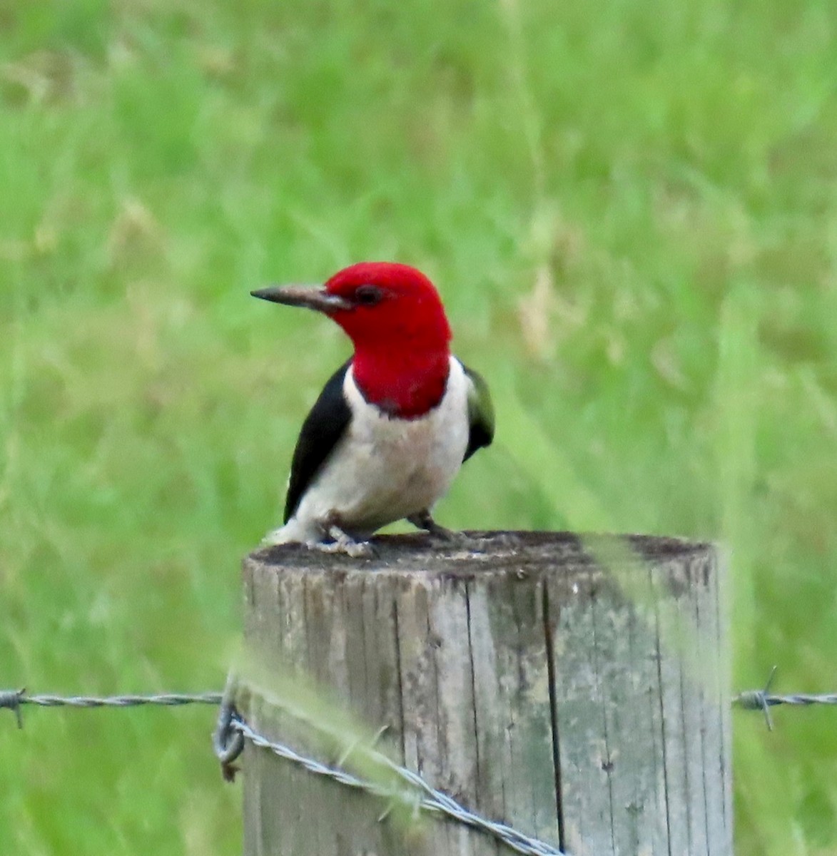 Red-headed Woodpecker - ML620728914