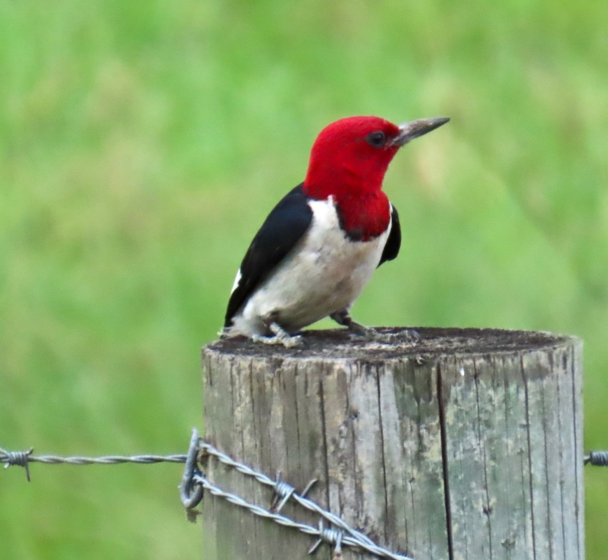 Red-headed Woodpecker - ML620728915