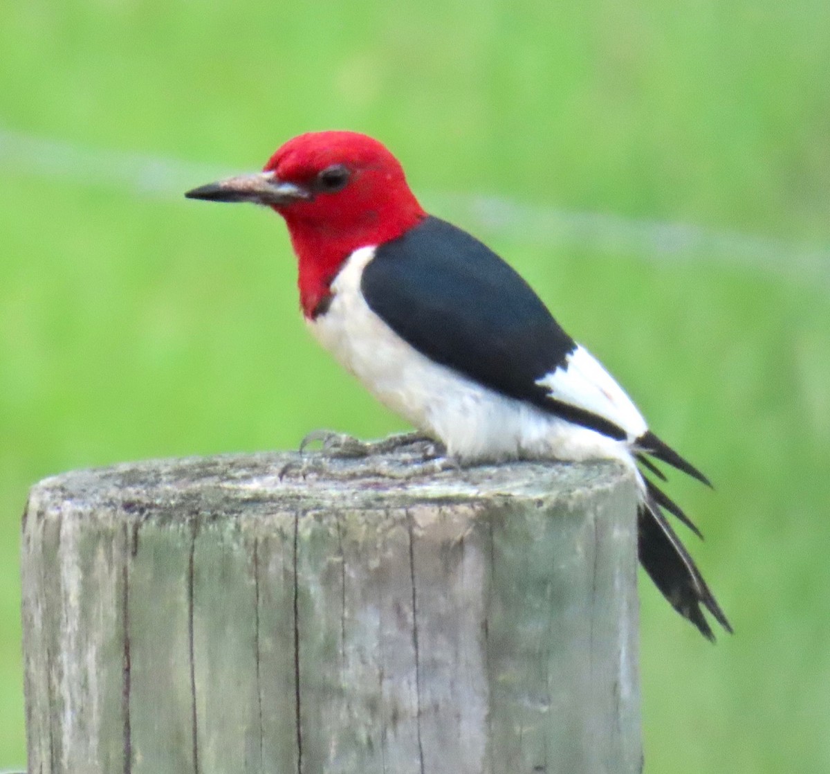 Red-headed Woodpecker - ML620728916