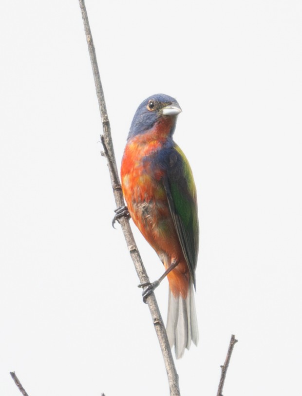 Painted Bunting - ML620728918
