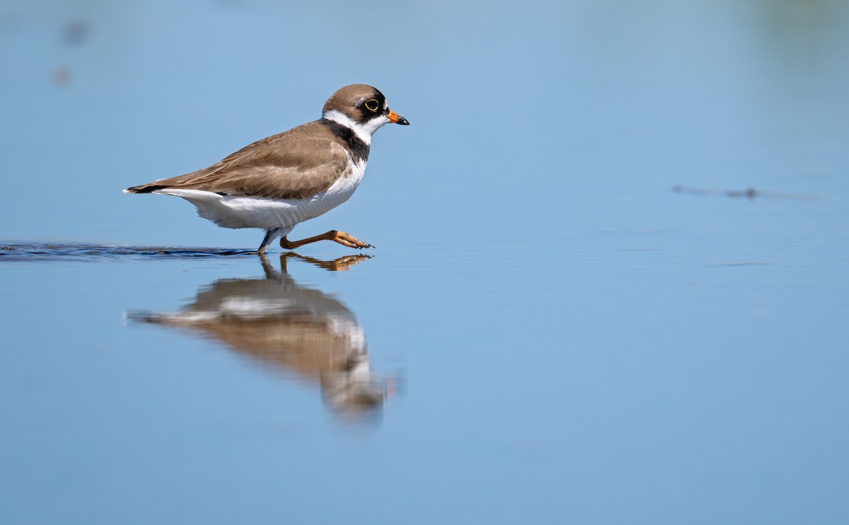 Semipalmated Plover - ML620728922