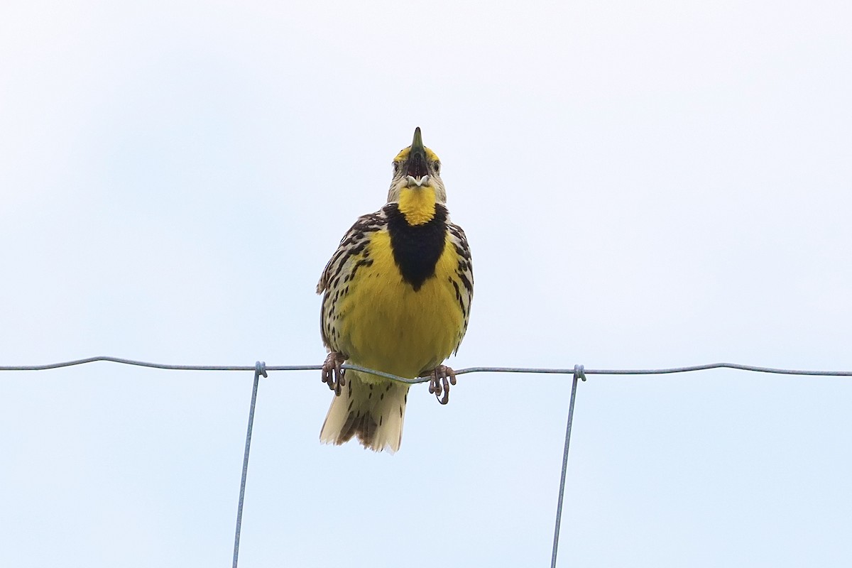 Eastern Meadowlark - ML620728932