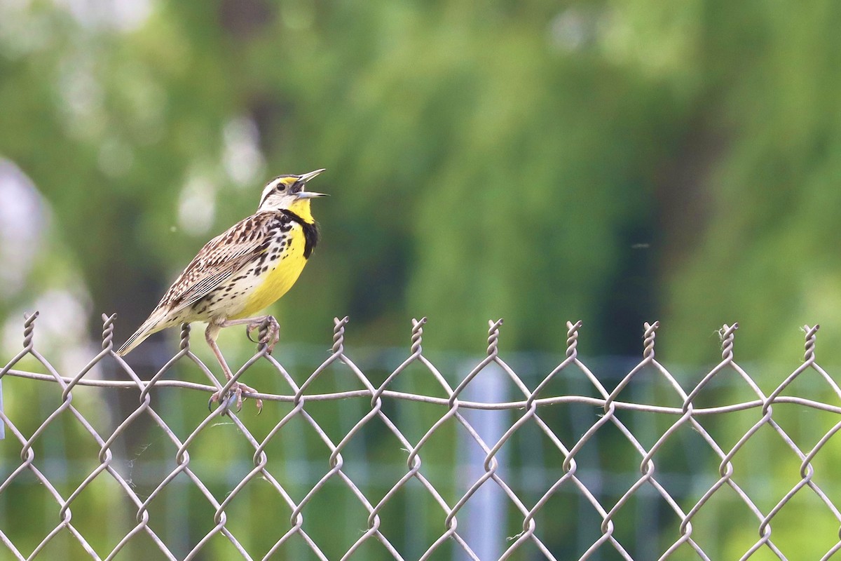 Eastern Meadowlark - ML620728933