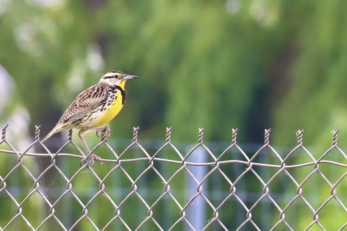 Eastern Meadowlark - Jonathan Fisher