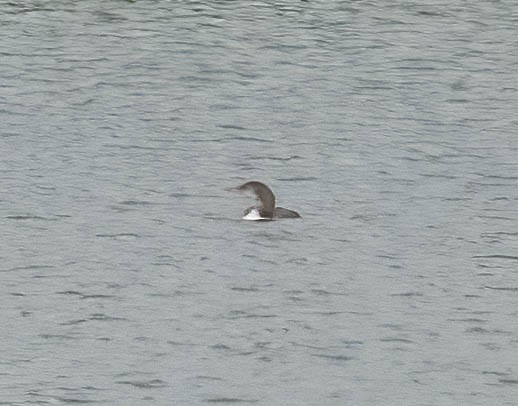 Yellow-billed Loon - ML620728941