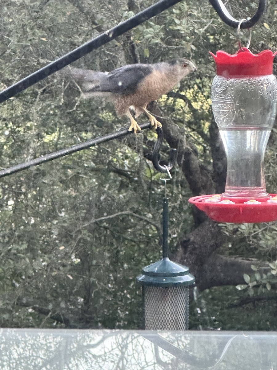 Cooper's Hawk - ML620728968