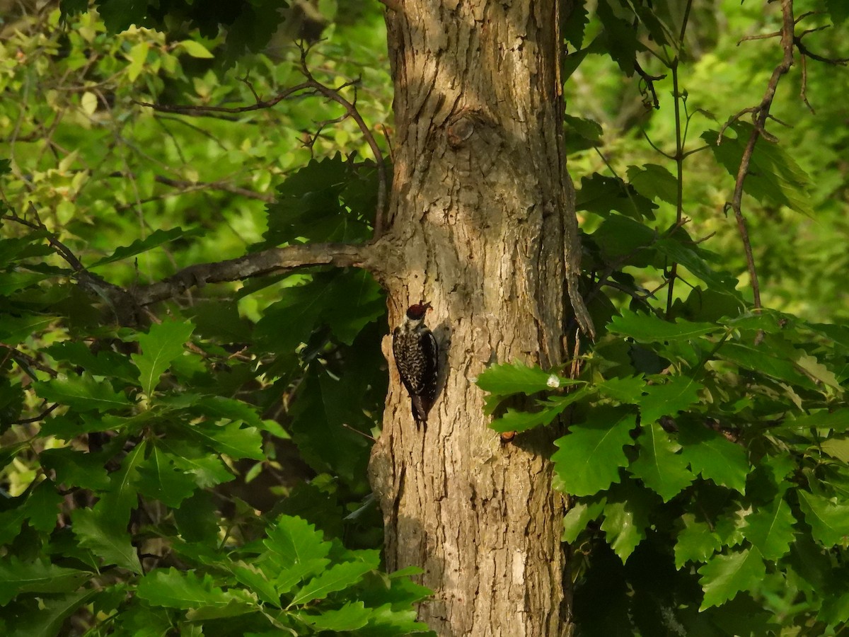 Yellow-bellied Sapsucker - ML620728978