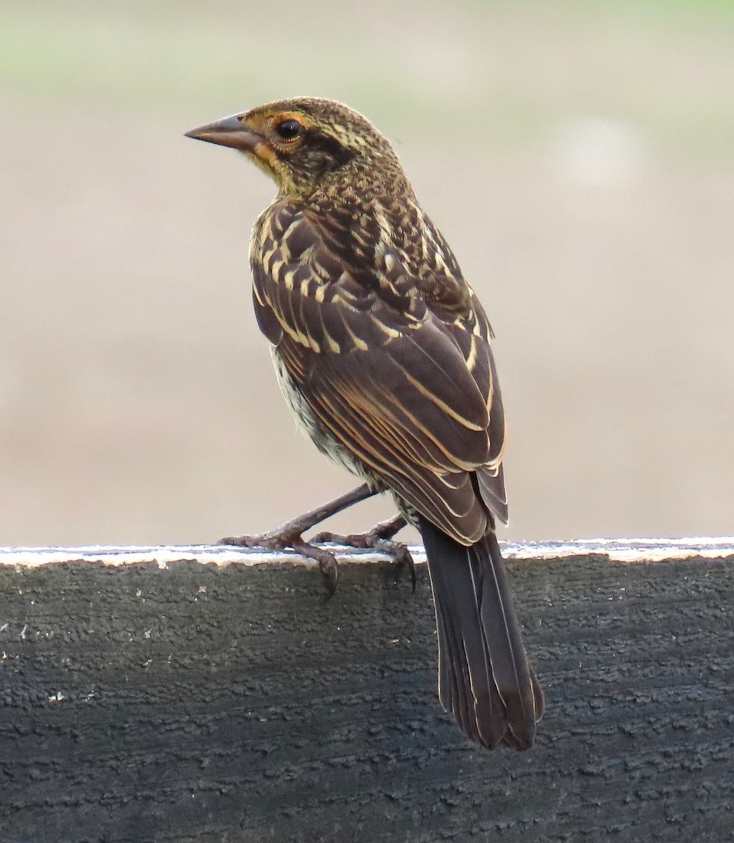 Eastern Meadowlark - ML620728990