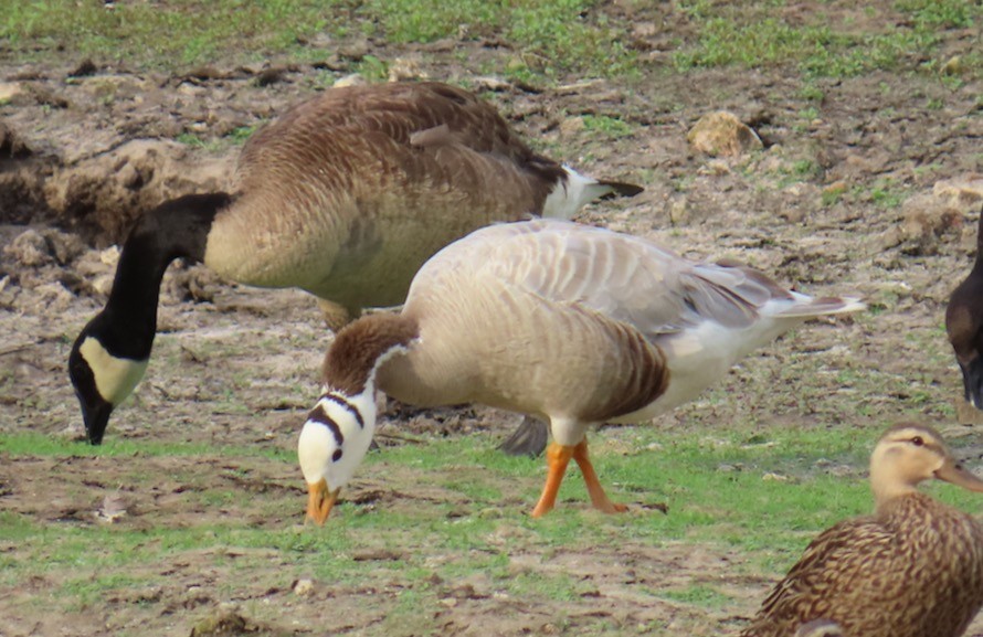 Bar-headed Goose - ML620729024