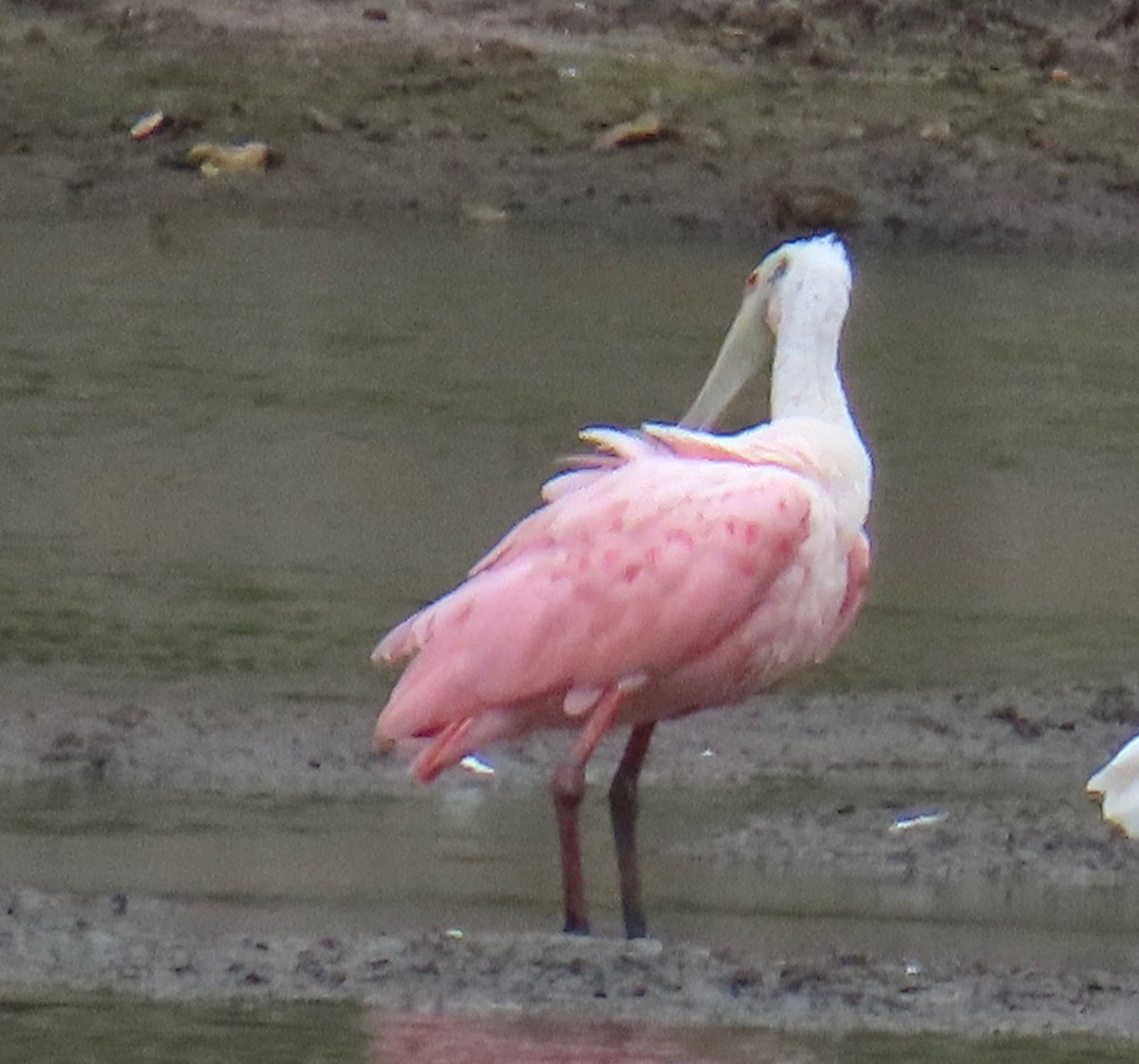 Roseate Spoonbill - ML620729043