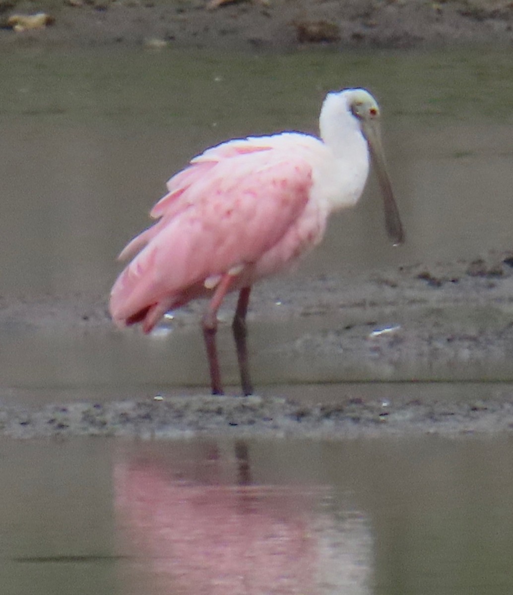 Roseate Spoonbill - ML620729044