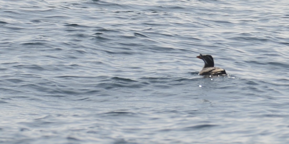 Rhinoceros Auklet - ML620729086