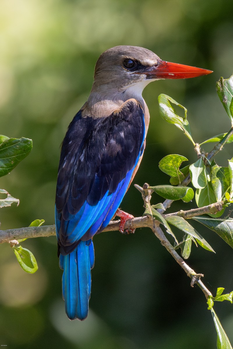 Gray-headed Kingfisher - ML620729089