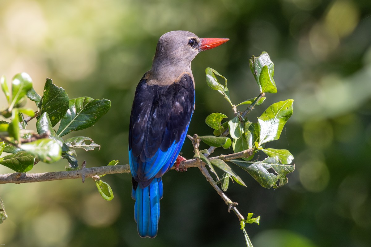 Gray-headed Kingfisher - ML620729091