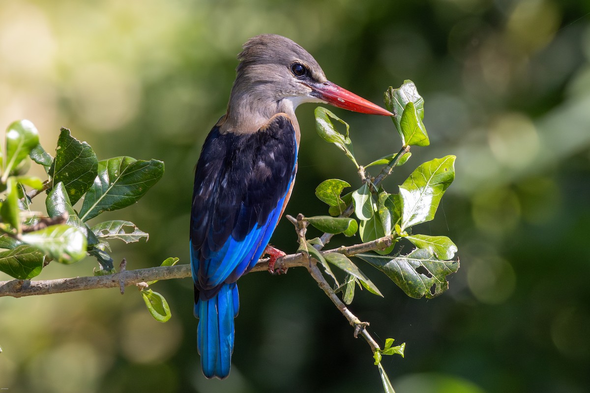 Gray-headed Kingfisher - ML620729092