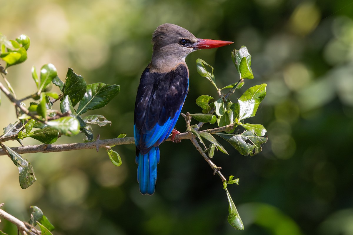 Gray-headed Kingfisher - John Hannan