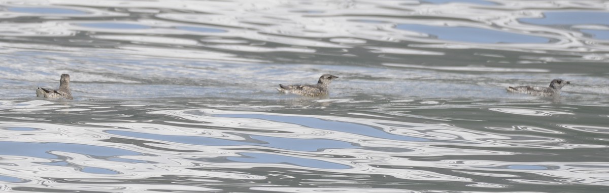 Kittlitz's Murrelet - ML620729096