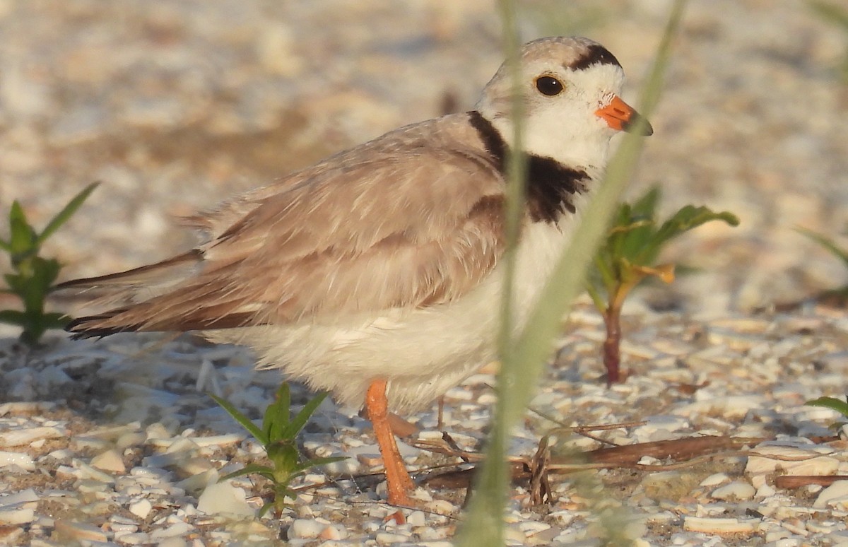 Semipalmated Plover - ML620729105