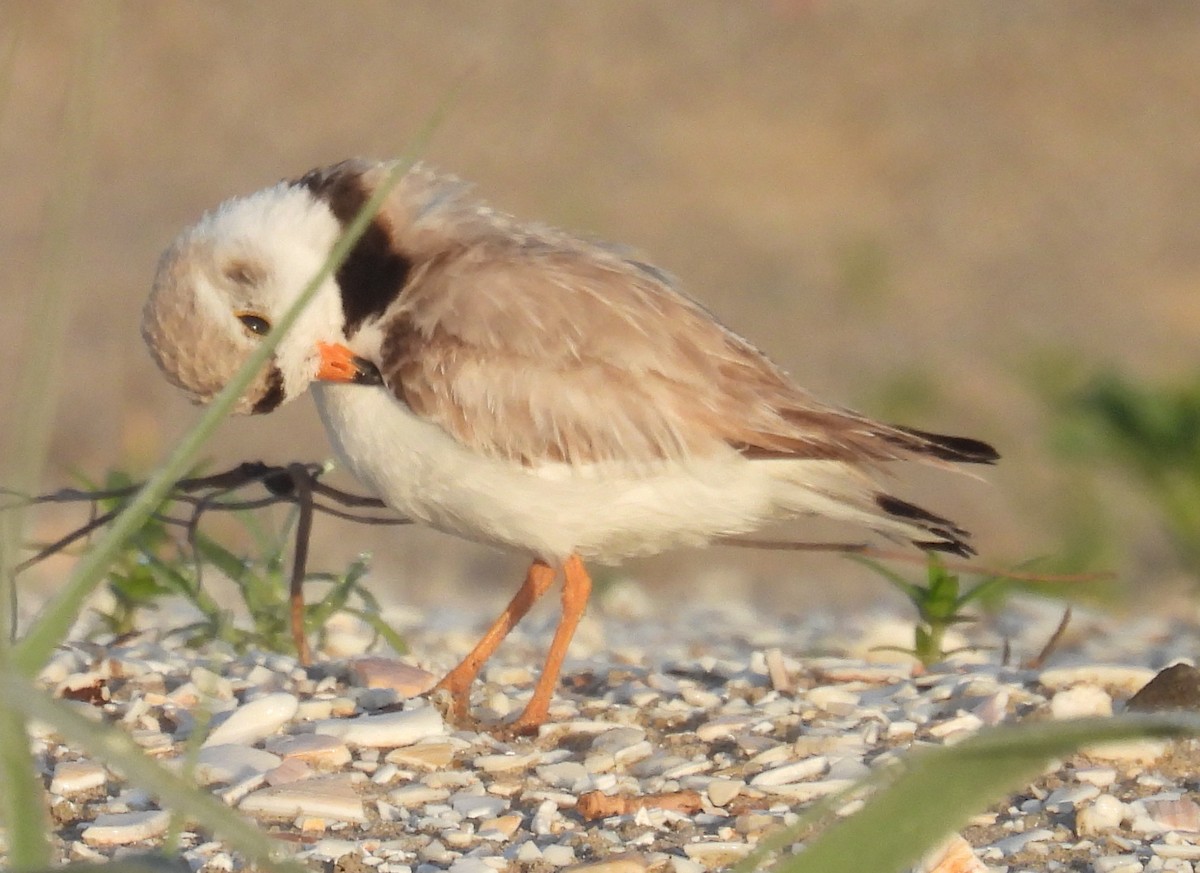 Semipalmated Plover - ML620729106