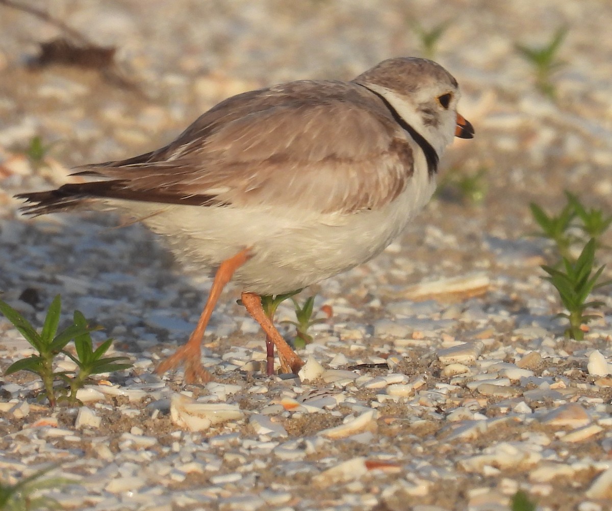 Semipalmated Plover - ML620729107