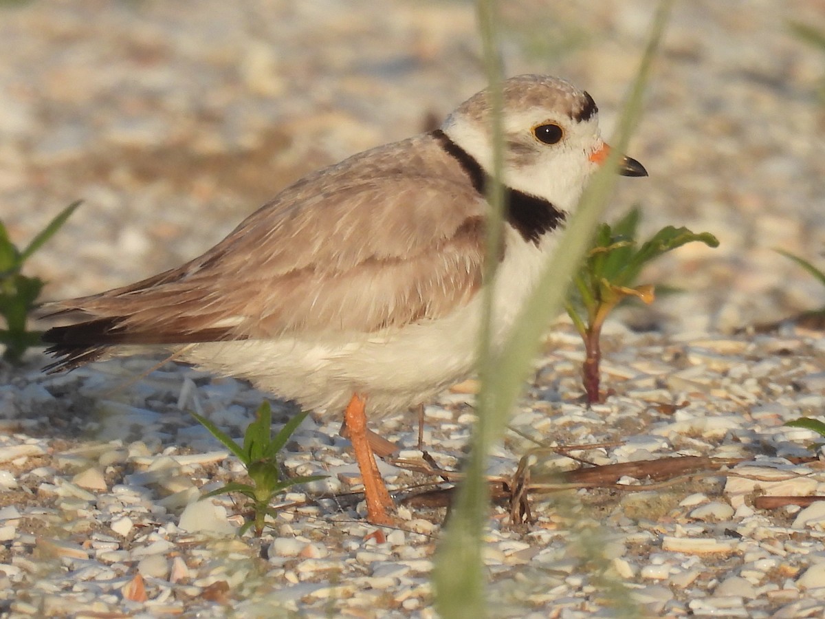 Semipalmated Plover - ML620729108
