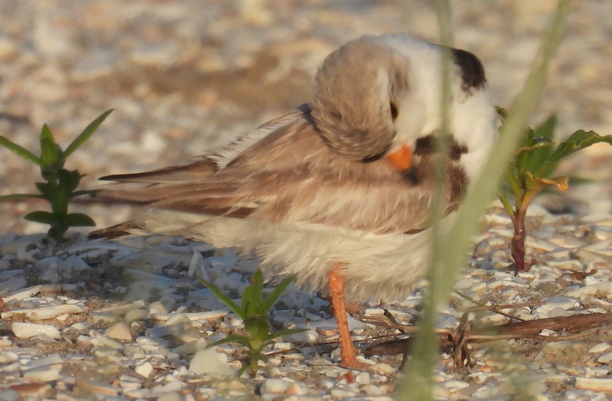 Semipalmated Plover - ML620729109