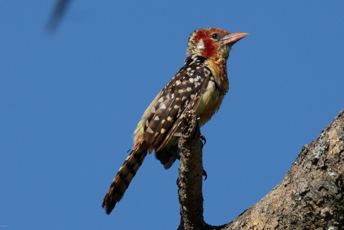 Red-and-yellow Barbet - ML620729111