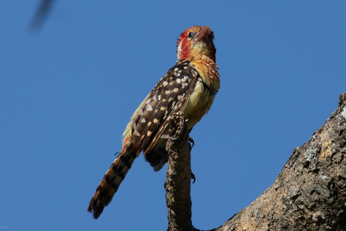 Red-and-yellow Barbet - ML620729112