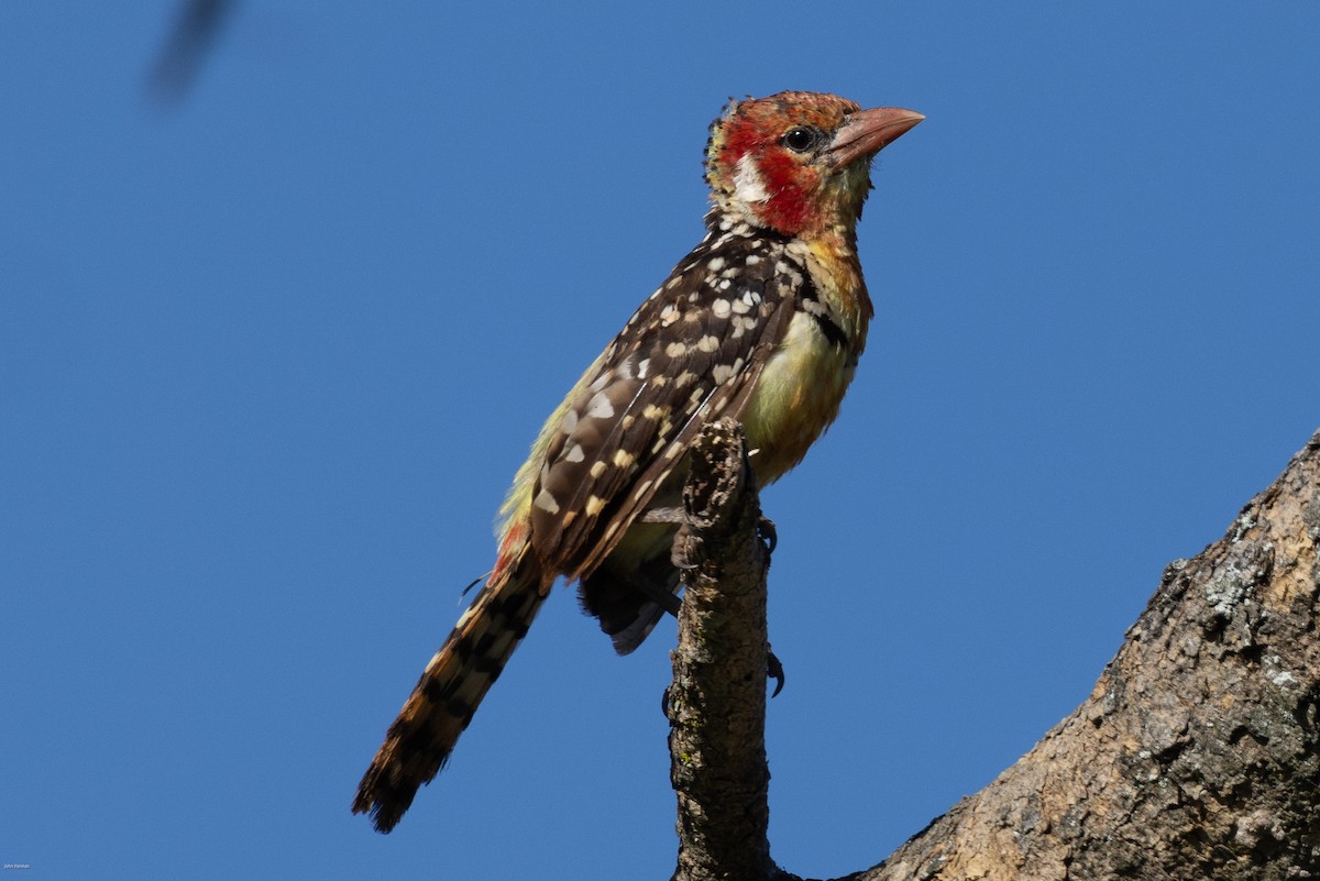 Red-and-yellow Barbet - ML620729113