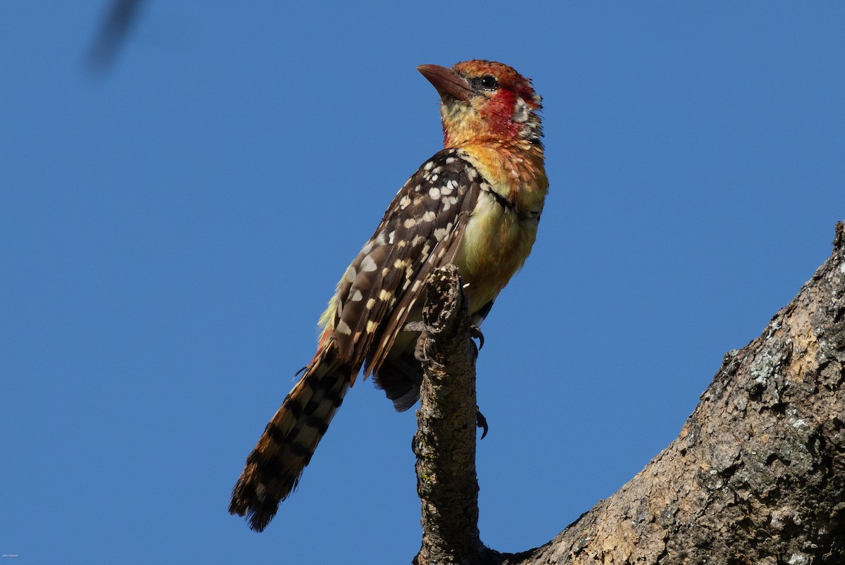 Red-and-yellow Barbet - ML620729114