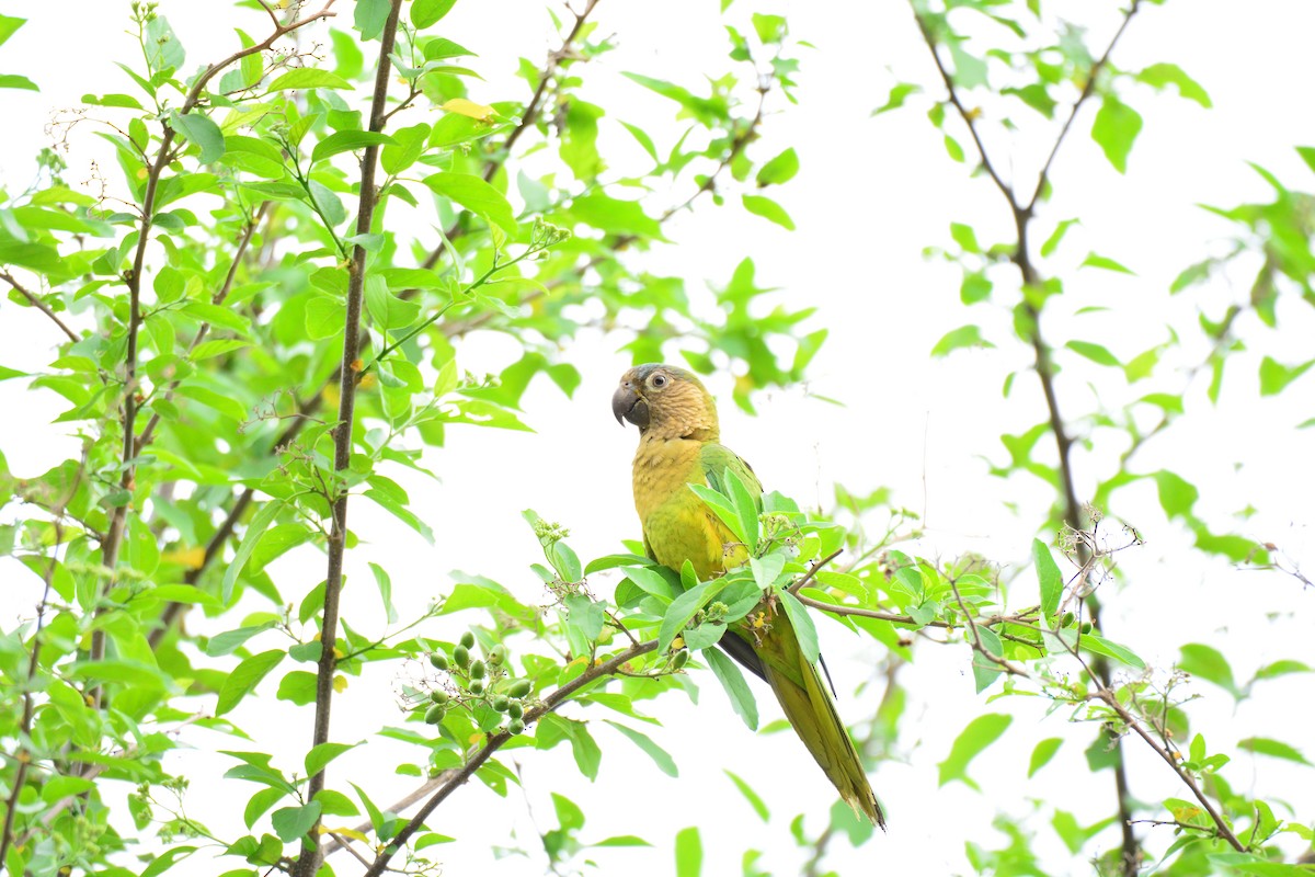 Brown-throated Parakeet - ML620729126