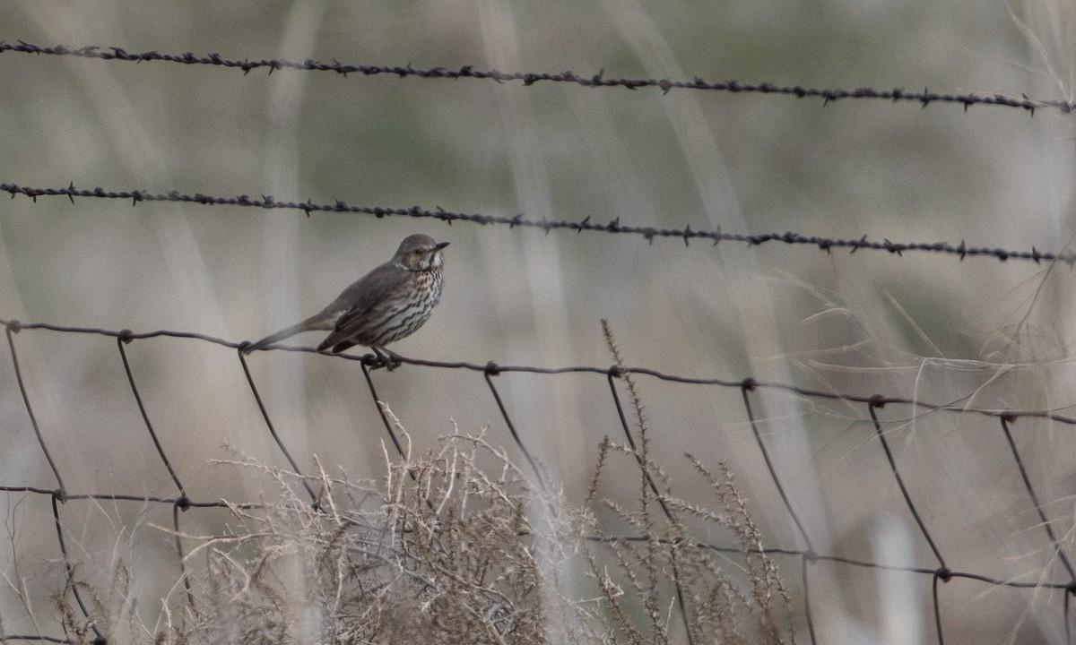 Sage Thrasher - ML620729152