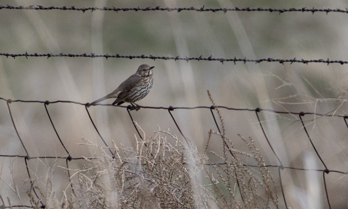 Sage Thrasher - RJ Baltierra