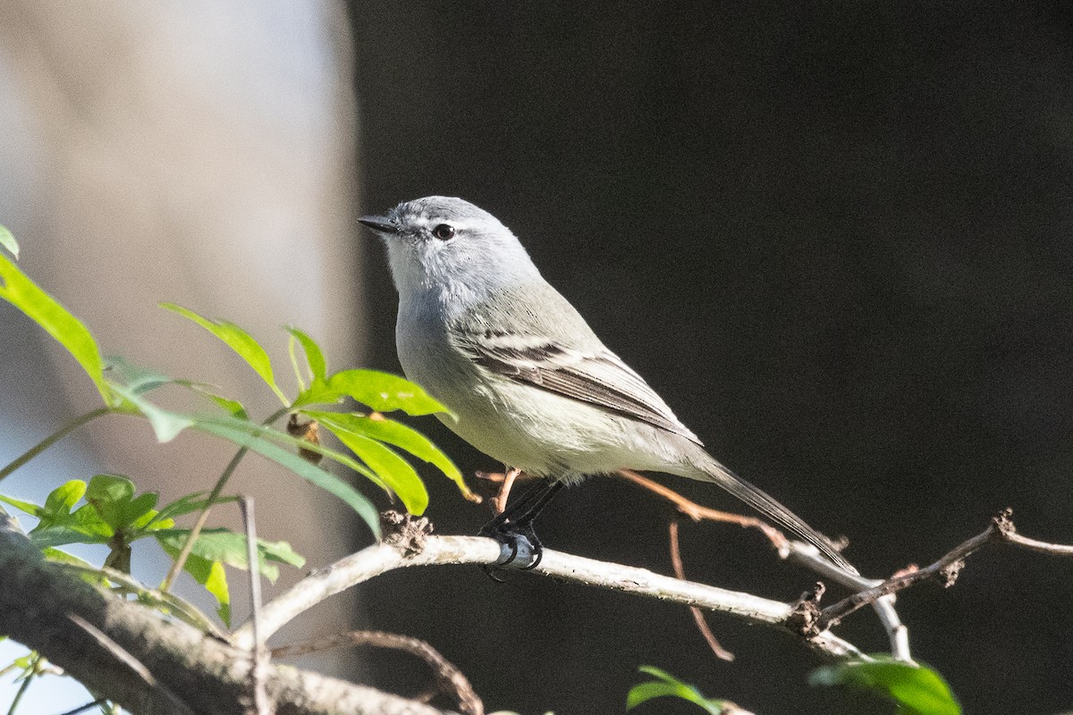 White-crested Tyrannulet - ML620729176