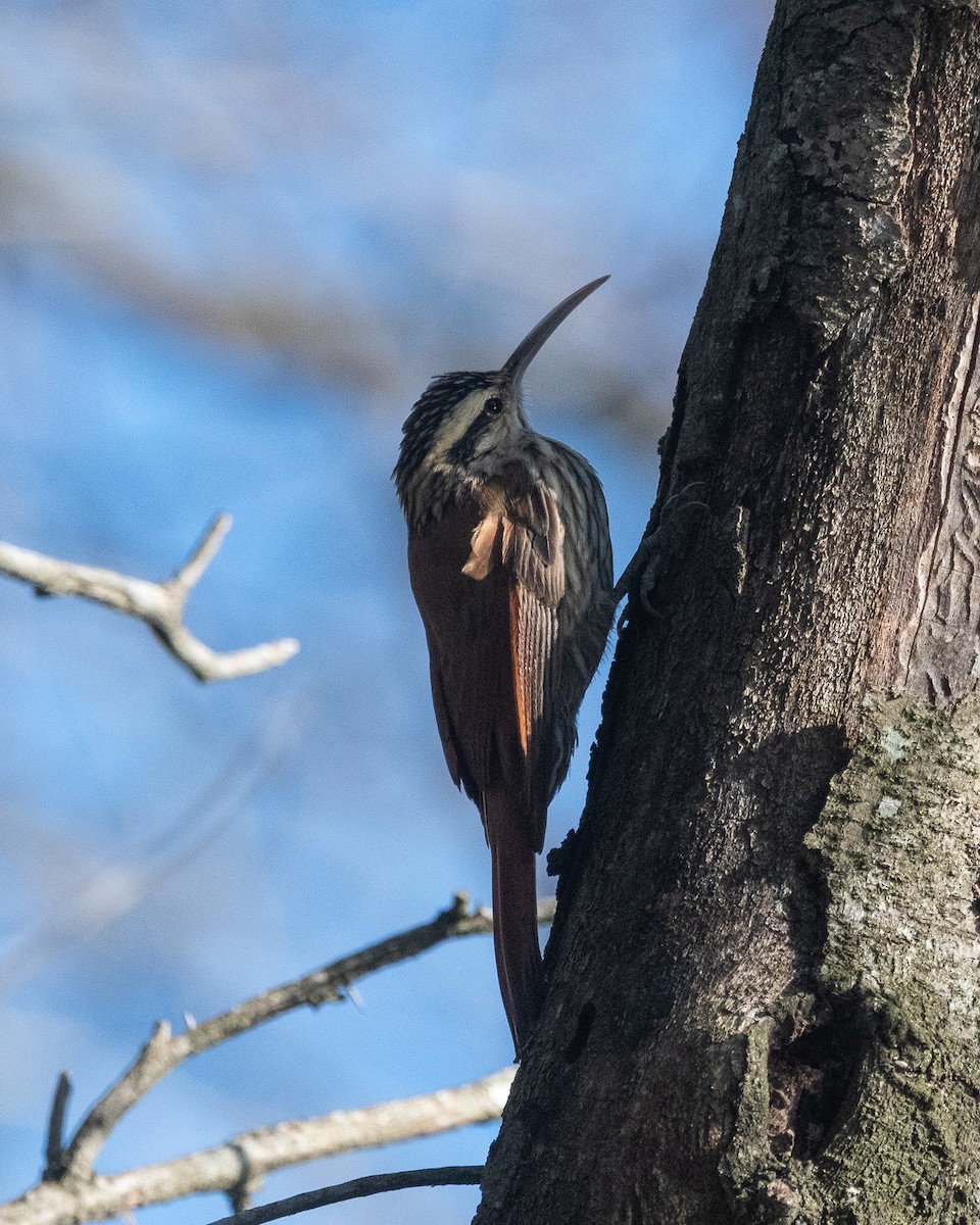 Narrow-billed Woodcreeper - ML620729179