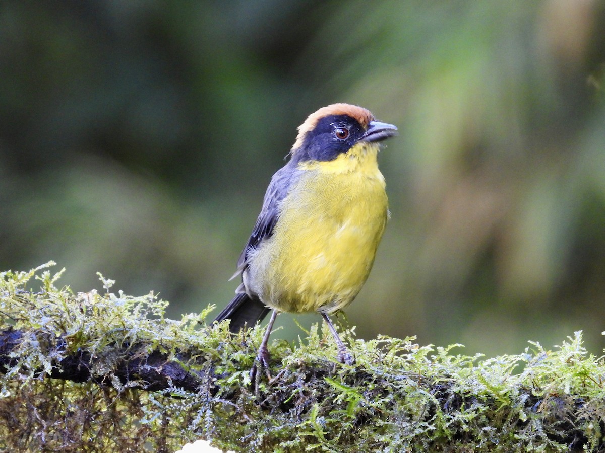 Yellow-breasted Brushfinch (Yellow-breasted) - ML620729184