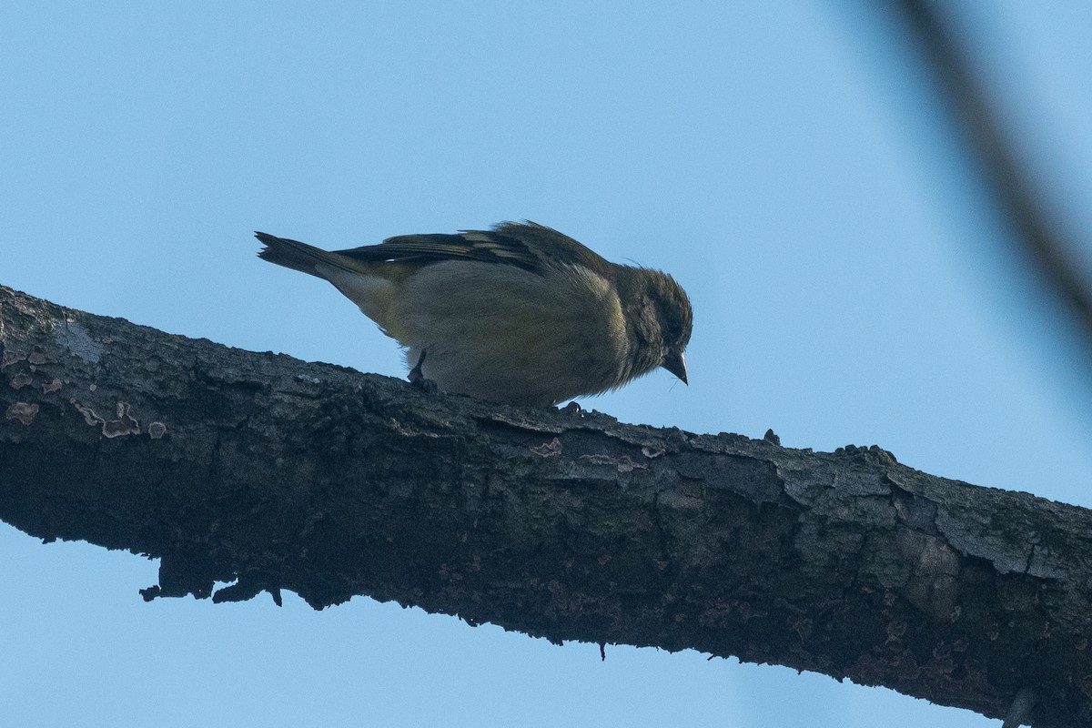 Hooded Siskin - ML620729185