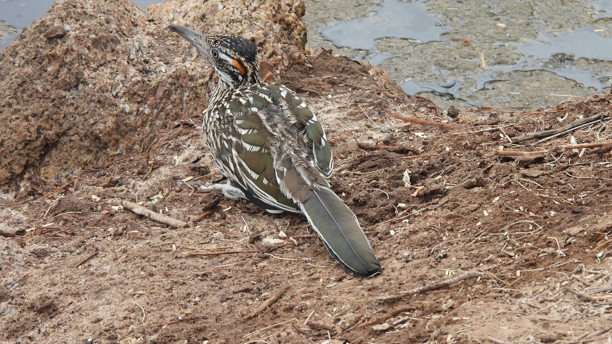 Greater Roadrunner - ML620729193