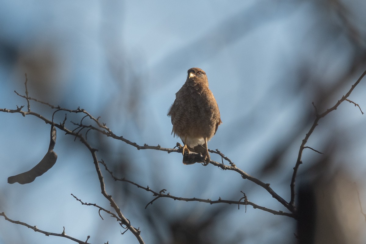 Caracara chimango - ML620729194